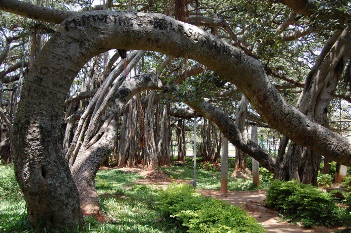 big-banyan-tree-picnic-flickr